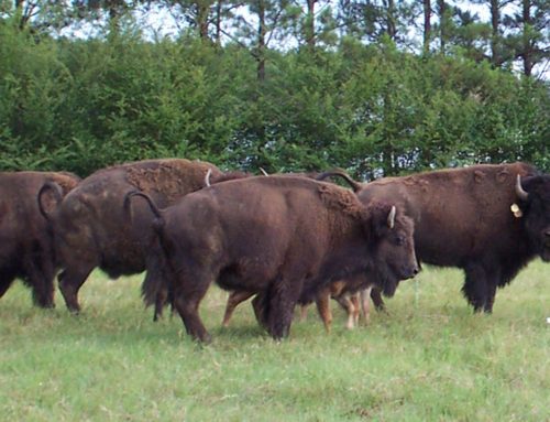 bison hunts