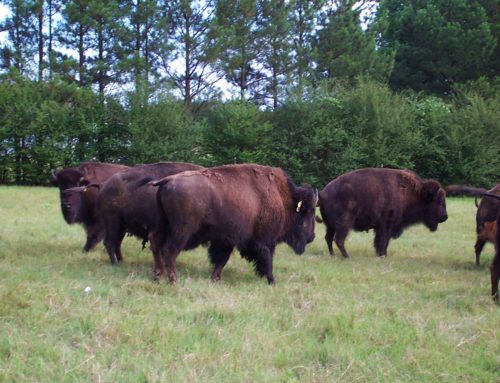 Alabama bison hunts