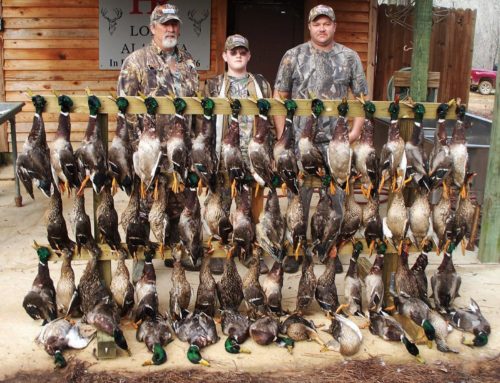 Duck Alabama hunts