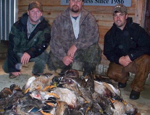 Duck Alabama hunts
