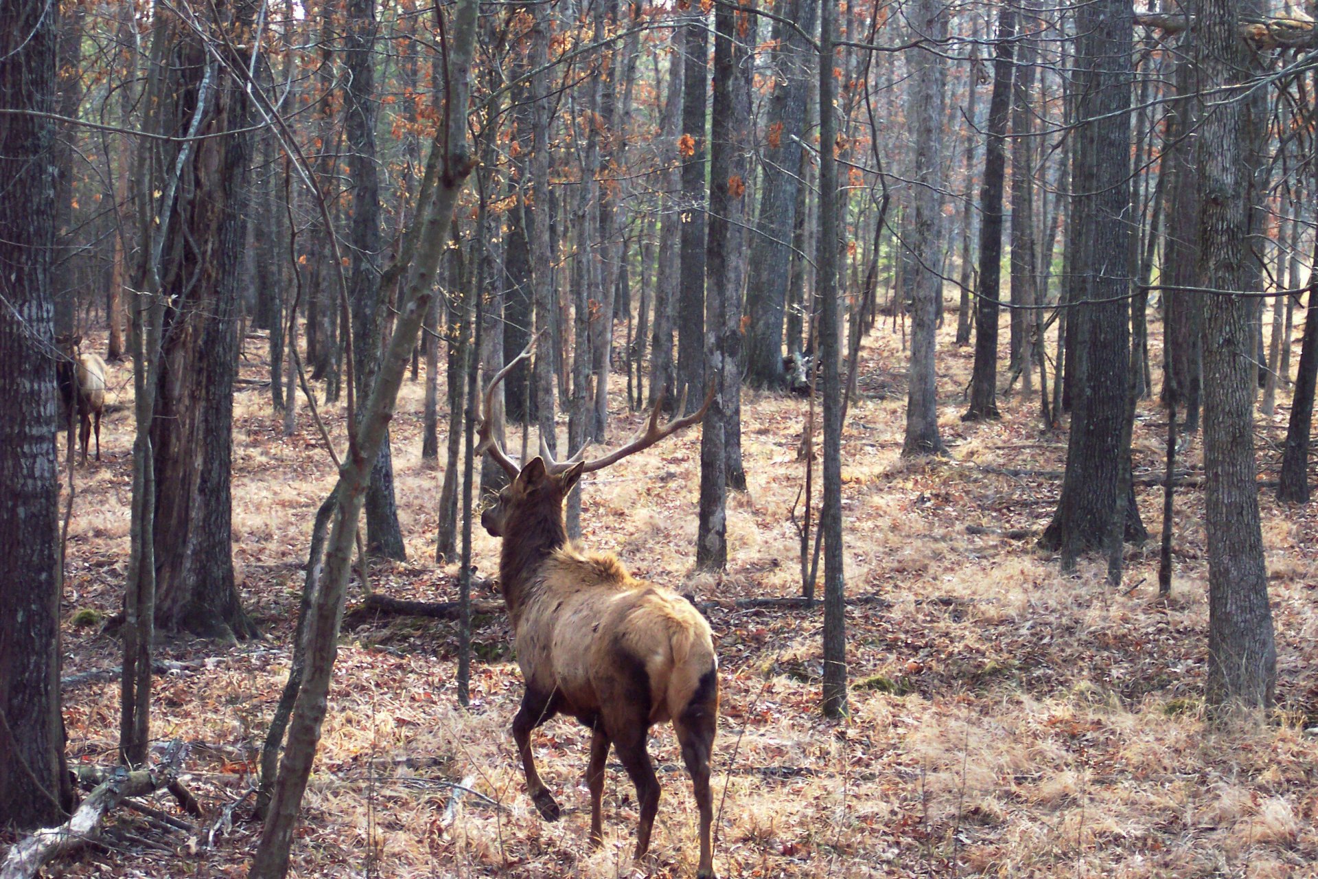 Alabama elk hunting trips
