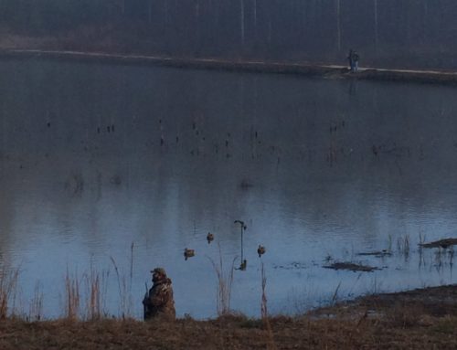 Mallard Duck Alabama hunts