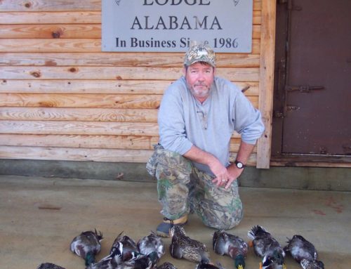 Mallard Duck Alabama hunts