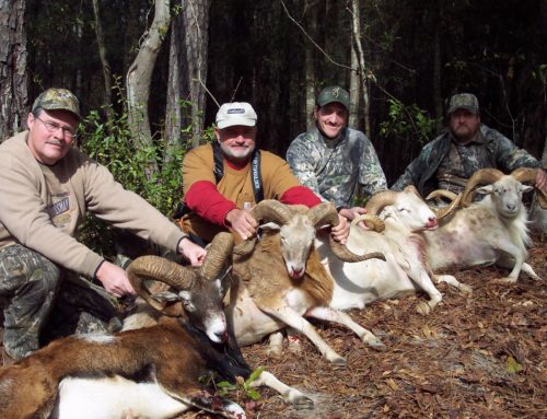 Ram hunting Alabama